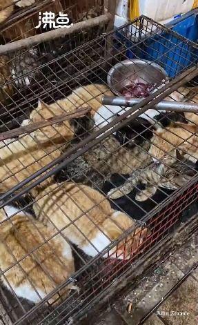 屠宰最新爆料视频,屠宰场内幕惊人曝光! 第3张 屠宰最新爆料视频,屠宰场内幕惊人曝光! 第3张